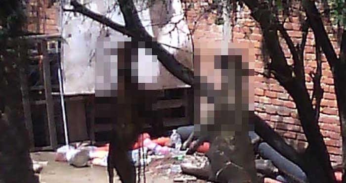 Dos perros aparecieron colgados de un árbol en una vivienda de Milpillas, San Luis Potosí, la mañana del viernes. Foto: Pulso SLP