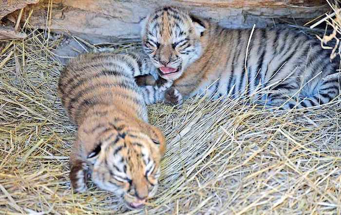 Los tigres en bengala están en peligro de extinción. Foto: El Diario