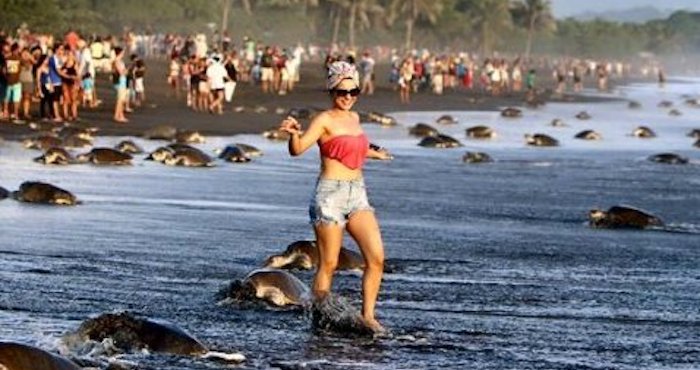 Una turista en el Refugio de Vida Silvestre Ostional, en Costa Rica, se metió entre las tortugas en peligro de extinción. Foto: Facebook/Sitraminae