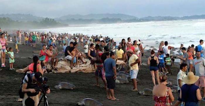 La masiva asistencia de turistas en el refugio de vida silvestre de Costa Rica, hace que las tortugas no concluyan Foto: Facebook/Sitraminae