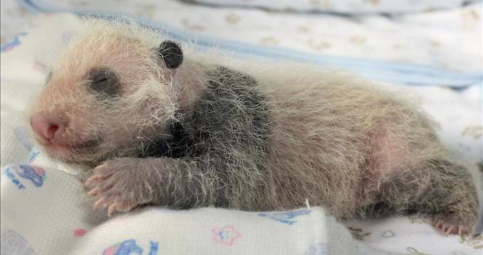 China presenta 13 pandas bebés. Foto: EFE