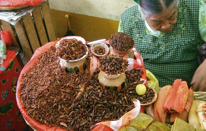 Comer insectos es una práctica común en el país. Estos animales tienen un gran valor nutricional. Foto: Shutterstock