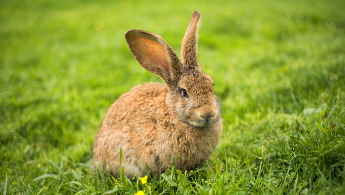 Un estudio de la Universidad Autónoma del Estado de Hidalgo sostiene que el conejo es una alternativa para evitar enfermedades como diabetes, hipertensión arterial y obesidad. Foto: Shutterstock