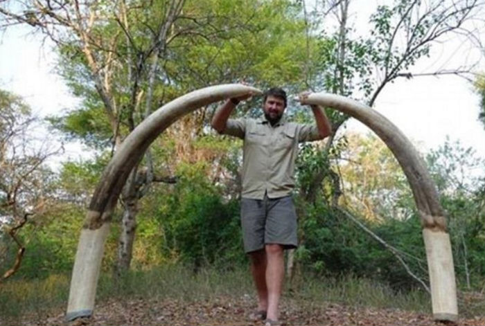 De acuerdo con el rotativo se cree que el animal, con colmillos de 55 kilos de peso, el animal era uno de los elefantes más grandes asesinados en África durante los últimos 30 años. Foto: Tomada de Internet