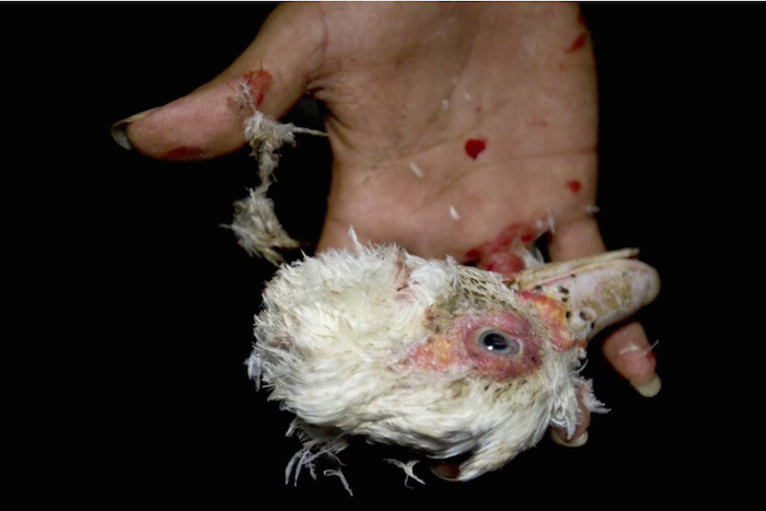 La festividad debe su nombre al uso de estos animales. Foto: Hugo Borges / Vice Media