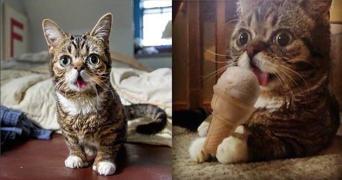 Lil Bub era el más pequeño de su camada. Su propietario, Mike Bridavsky, la adoptó cuando sus amigos llamaron para pedirle que le diera un hogar. Foto: Instagram Lil bub