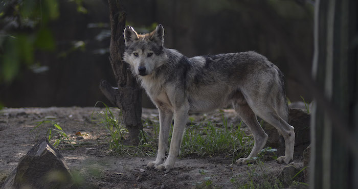 El lobo mexicano, en peligro de extinción. Foto: Cuartoscuro Lobo_mexicano-7