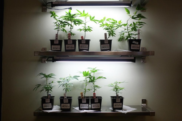 Plantas del dispensario de marihuana Human Collective en Portland. Foto: Kirsten Luce/VICE News.
