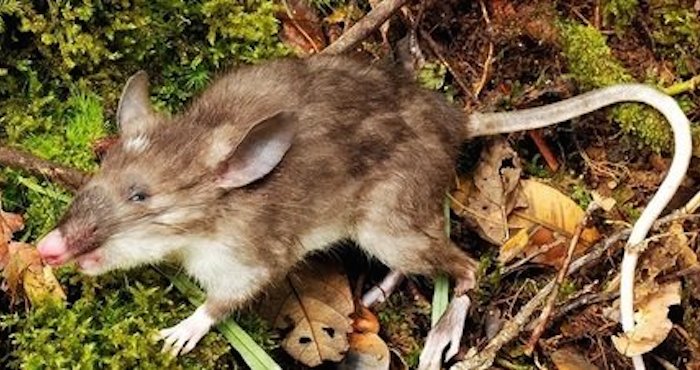 Rata nariz de cochino. Foto: Museum Victoria