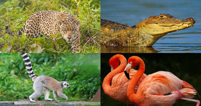Zoológico en Colombia celebra elecciones. Foto: Shutterstock.