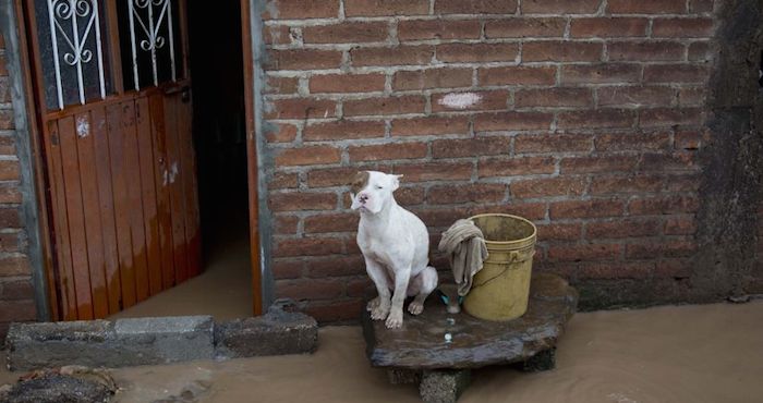 Foto: Protección Animal Mundial