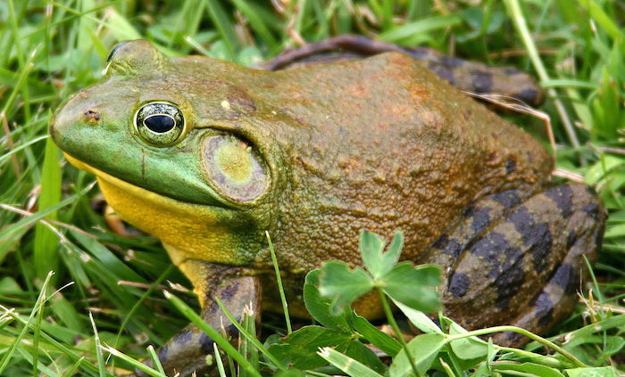 Se comen todas las partes de la rana, con excepción de los huesos. Foto: Wikipedia