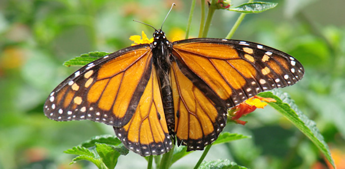 Anteriormente la Conabio invitó al público a fotografiar a las mariposas para conocer mejor la ruta migratoria. Foto: Conabio