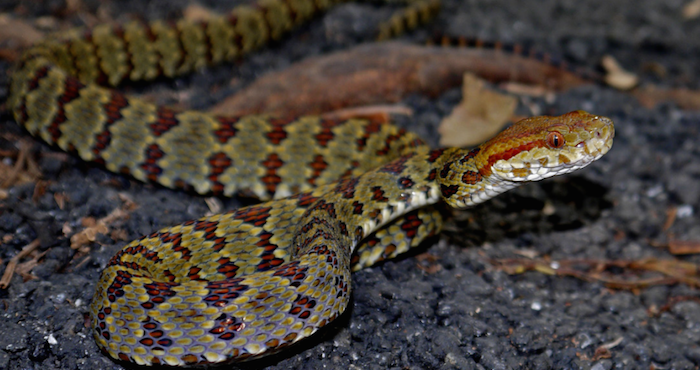 Foto: Informe Himalaya Oculto: el País de las Maravillas de Asia, WWF / Liang Zhang