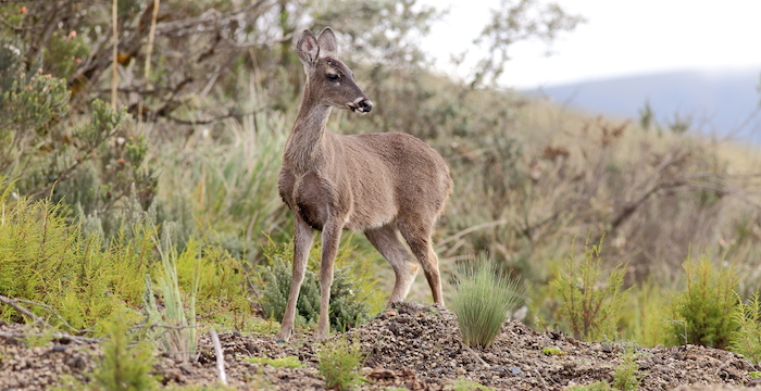 Yucatán es uno de los estados con mayor demanda de carne de venado. Foto: Wikipedia