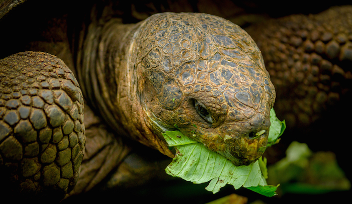 comer despacio Tortuga come plantas