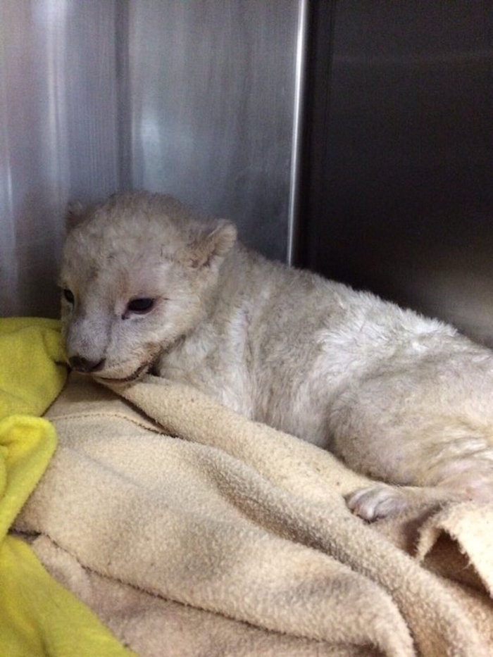 Cachorro de león blanco. Foto: Twitter vía @SSP_CDMX