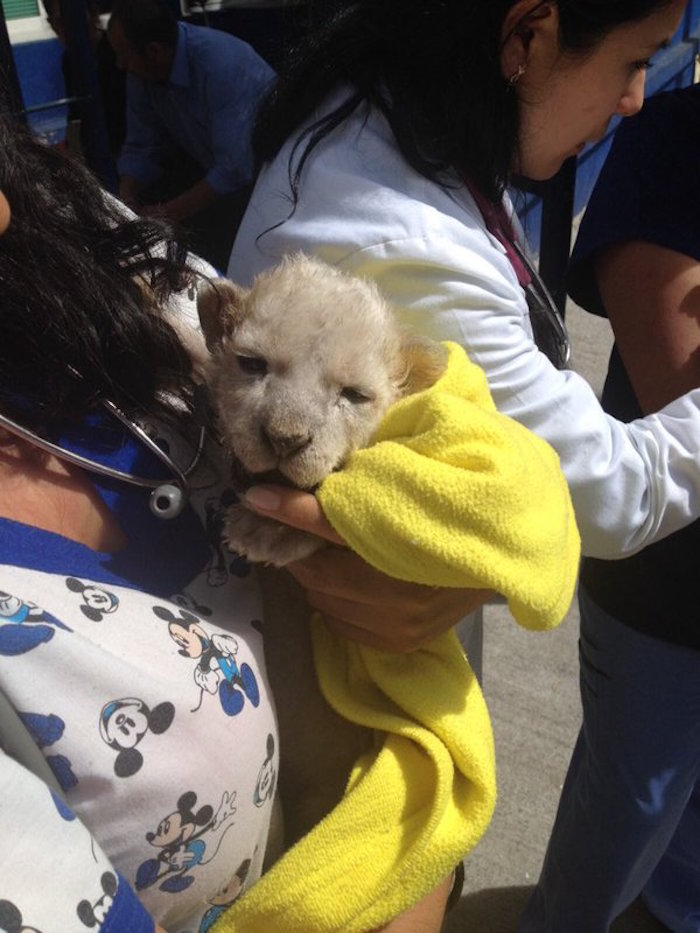 Cachorro de león blanco rescatado. Foto: Twitter vía @SSP_CDMX
