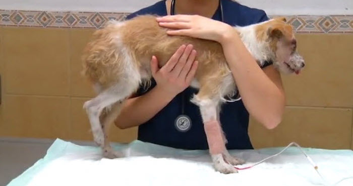 Encuentra a un perro en Monterrey que fue cruelmente torturado. Foto: Captura de pantalla.