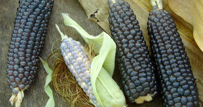 Prevenir el cáncer consumiendo maíz azul mizteco. Foto: Shutterstock