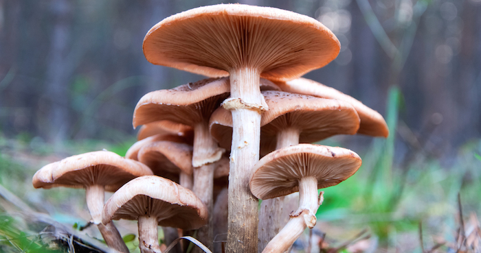 La transformación de los hongos implica permeabilizar la membrana celular para insertar ADN. Foto: Shutterstock.