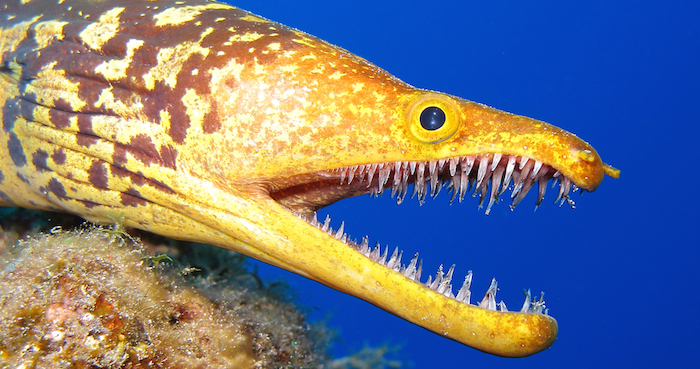 Empiezan a buscar la forma de regenerar los dientes humanos. Foto: Shutterstock