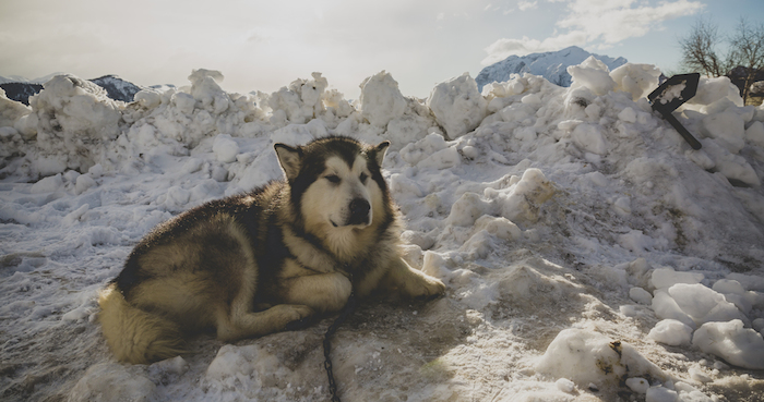 El primer perro domesticado es de hace 15 mil años. Foto: Shutterstock