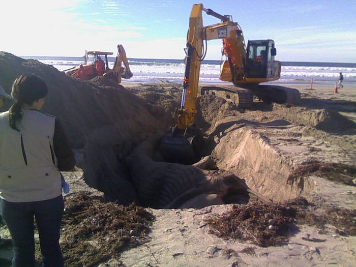 Ballena azul es sepultada en Ensenada. Foto: Especial