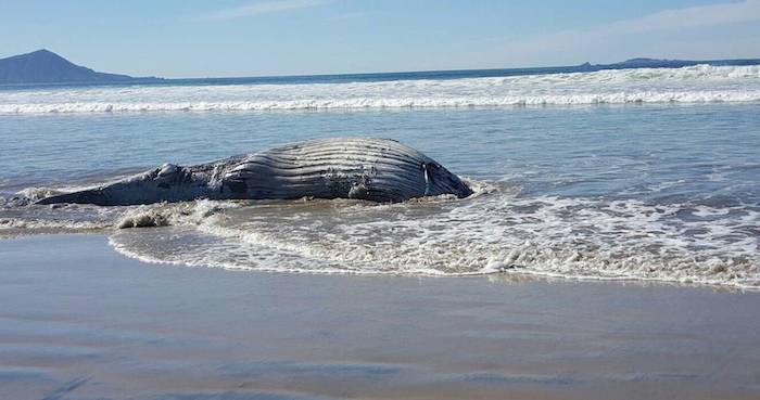 Ballena azul es sepultada en Ensenada. Foto: uniradioinforma