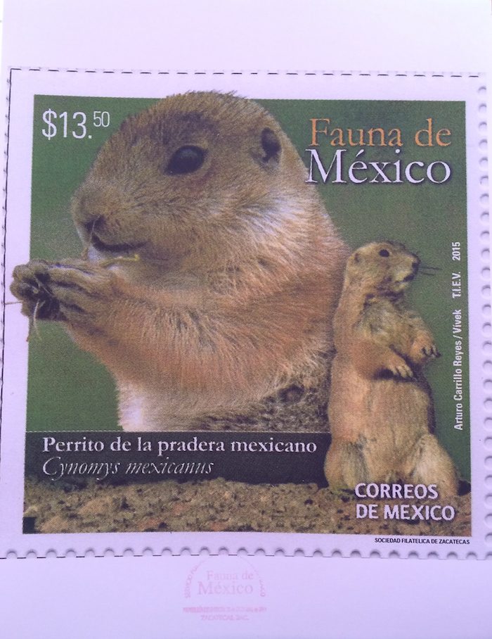 La estampilla postal del Perrito de la Pradera. Foto: NOTIMEX