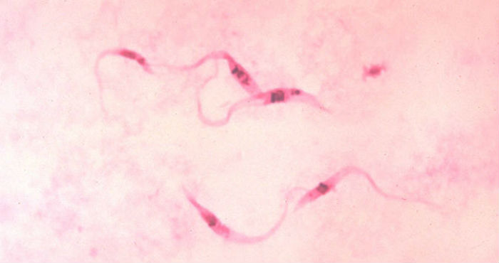 Los medicamentos disponibles para el tratamiento de la enfermedad de Chagas son el Nifurtimox, desarrollado en 1960 por Bayer y otro medicamento es el Benzinidazol, desarrollado en 1974 por Roche, pero no son los ideales.