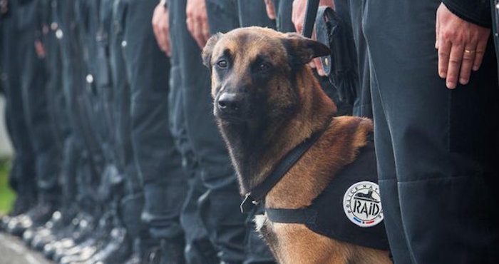 "Diesel", heroína canina de la operación antiterrorista, muere en Saint Denis. Foto: @PNationale