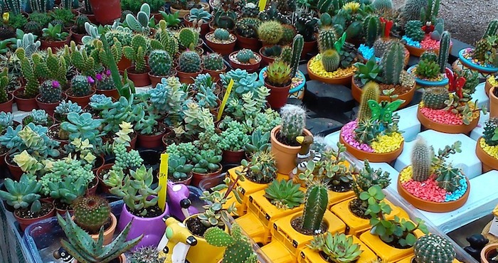 Especie Foto: Pixabay