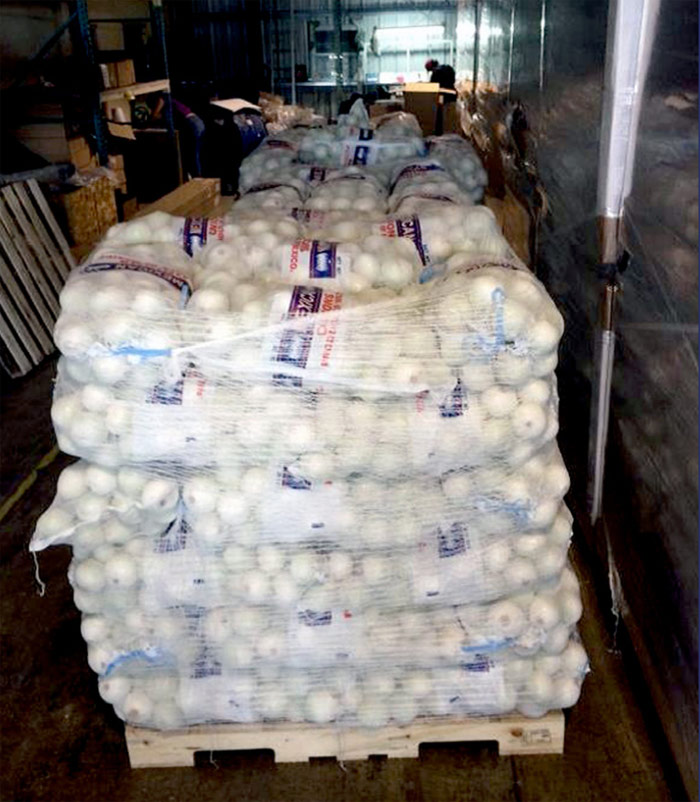 Cargamento de cebollas rellenas de mariguana concentrada. Foto: DEA