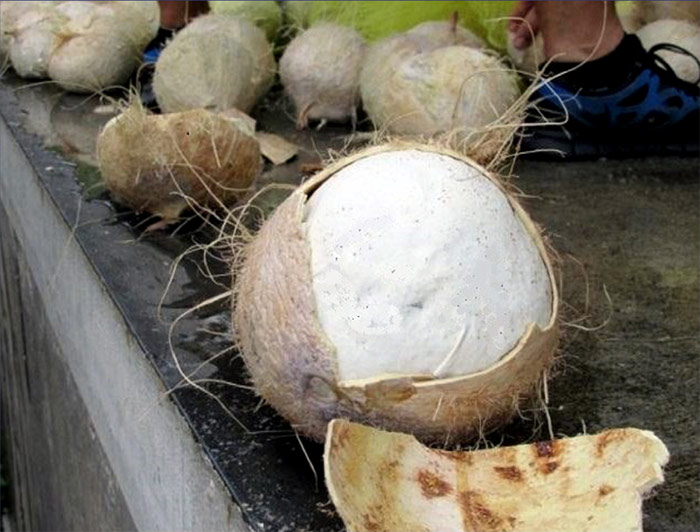 Cocos rellenos de metanfetaminas: Foto: DEA