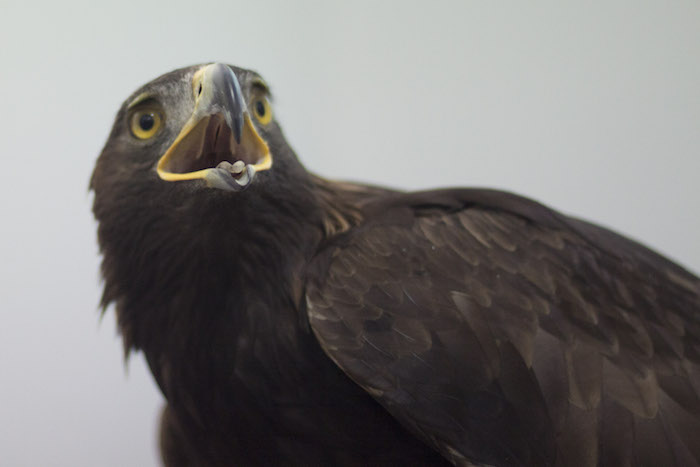 La pérdida de hábitat es una de las principales amenazas para el águila real. Foto: Cuartoscuro.