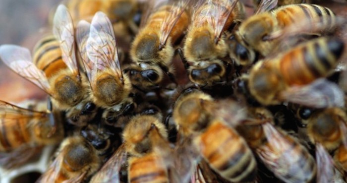 Más de 100 mil abejas fueron encontradas en el techo de el hospital. Foto: EFE