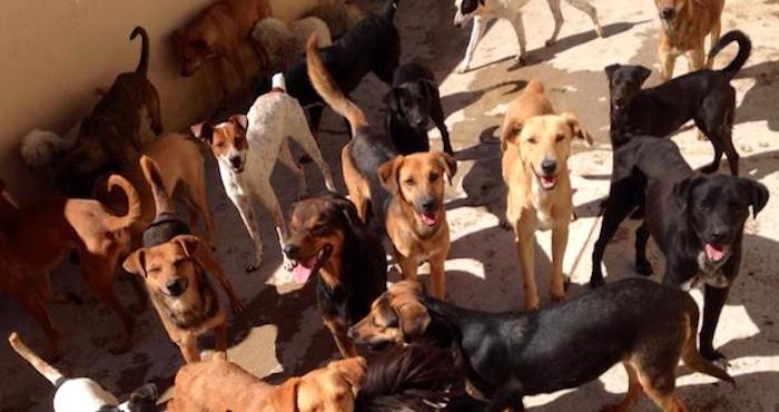En la actualidad, el Centro funciona como un lugar de rehabilitación y refugio de perros callejeros. Foto: Facebook / Centro de Control Canino y Felino Chilpancingo