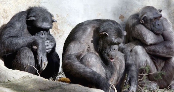 Desde enero de 2013, los Institutos de Salud de EU propusieron altas exigencias para los experimentos con chimpancés, solicitando la creación de una comisión independiente para evaluar las propuestas de manera individual. Foto: EFE/Archivo