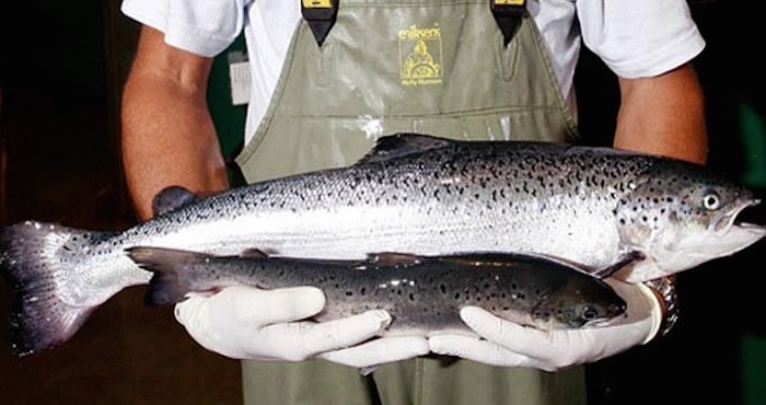 Un salmón transgénico (arriba) junto a otro no modificado de la misma edad. Foto: Medioambientales