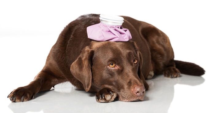 La mejor forma de evitar un golpe de calor es manteniendo a tu perro hidratado y en un sitio fresco. Foto: Shutterstock
