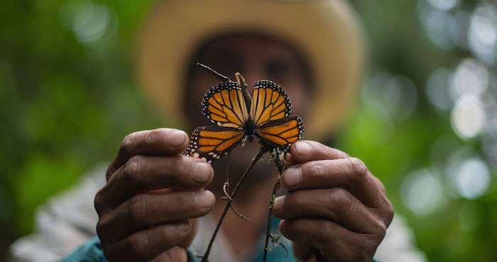 mariposas monarcas En el santuario de Piedra Herrada, se pueden observar las primeras colonias de mariposa monarca, que llegan de su migración por el norte de América para hibernar en los bosques de Michoacán y Estado de México. Foto: Cuartoscuro