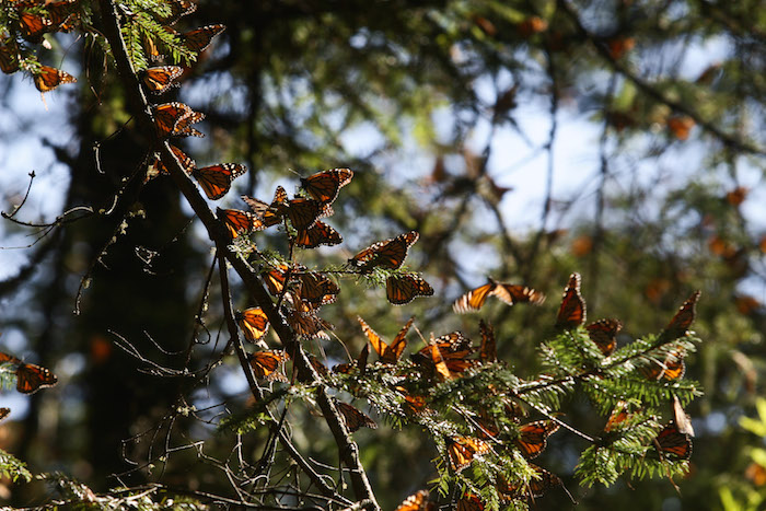 Miles de mariposas comienzan a abandonar el Santuario de la Mariposa Monarca. Foto: Cuartoscuro