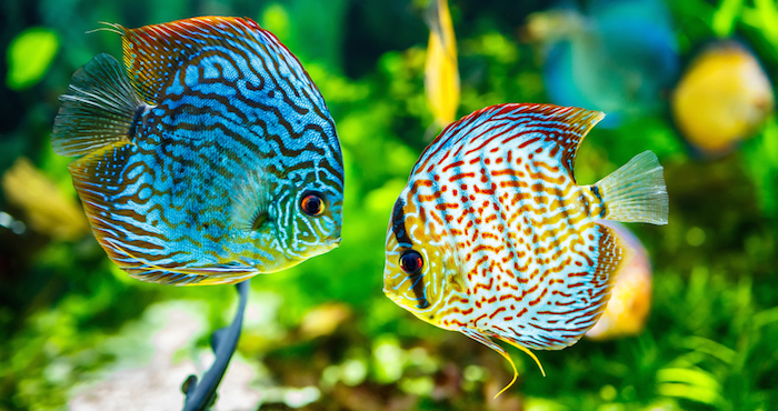 Los peces tropicales son particularmente sensibles a los cambios de temperatura. Foto: Shutterstock