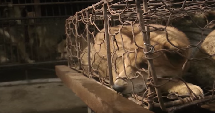 Nuevo León tipifica maltrato animal. Foto: Captura de pantalla / Video Igualdad Animal