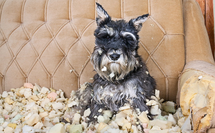 Las garrapatas y la enfermedad gusano Foto: Shutterstock