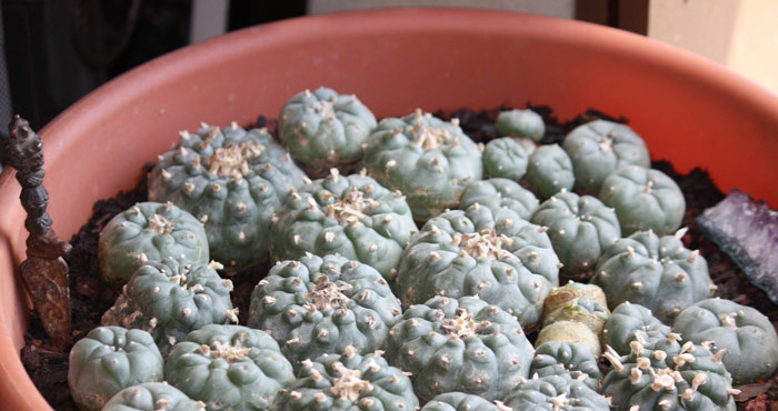 Peyote. Foto: EFE