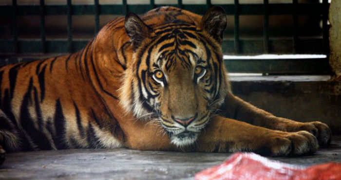 Los inspectores federales iban sin el equipo adecuado para capturar al tigre de bengala, señala el diario Milenio en una nota. Foto: EFE