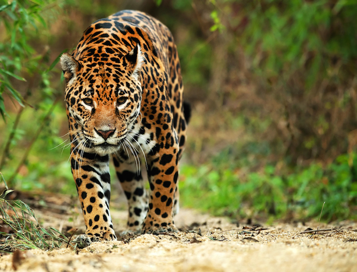 La existencia del jaguar es fundamental para mantener el equilibrio ambiental. Foto: Shutterstock.