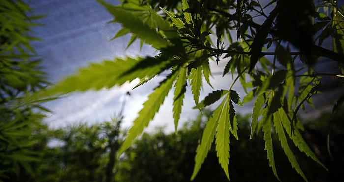 Colombia aprobó recientemente mediante un decreto la despenalización del cannabis para fines medicinales. Foto: Notimex.